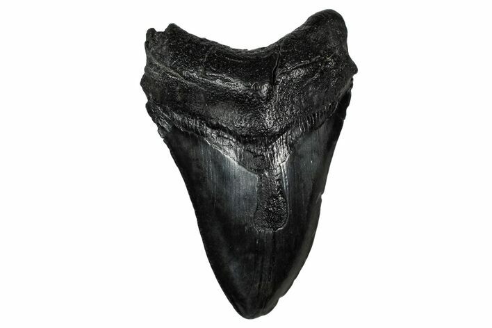 Fossil Megalodon Tooth - South Carolina #340299